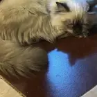 قطه للتبني