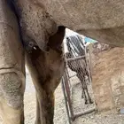 ناقه لقحه