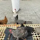 دجاج بلدي العدد 22