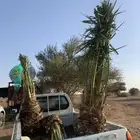 حوشانة شرازية دقلة نور