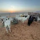 معزا متابيع