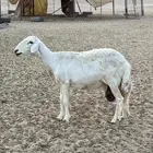 متبع تحتها رخل وخروف فحل كفو وإنتاجه كفو