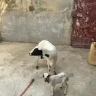 نعجه معها رخل سنها سديس نعجه مد ماشاءالله
