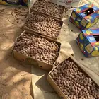 تمر برحي قشر