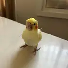 كروان للبيع ب300