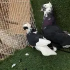 قطيفي هجرسي