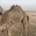 للبيع بكره العمر4 شهور الصحه شرط