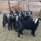 جفار