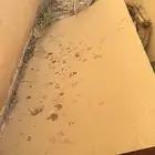 بالكاش