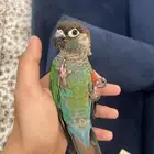 كنيور أليف طفرة بيرلي