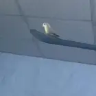 ببغاء روز للبيع