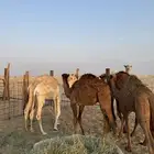 حشو اعمارها 7-8 اشهر