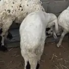 سواكنيات بلدي مرابي شرط