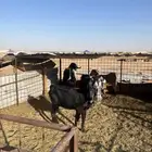 للبيع معزة3 و الفحل الرابع الموقع بريدة