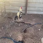 دجاج فارسي بين بشاير وامهات