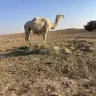 ناقة ضعيف لقحة شرط القاح لها في القاح تقريبا  عشر شهور