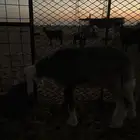طليان حريه
