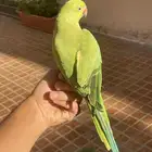 ببغاء درة اليف