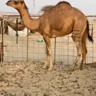 للبيع بكار سواحل