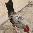 ديك لوهمان وبلدي للبيع