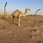 للبيع ناقة لقحه