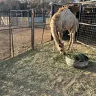 بكره للبيع