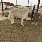 فحل حري