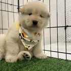 فندقة كلاب منزليه