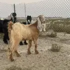 جفره عارضيه صفراء