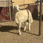 البيع خروف فحل