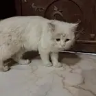 قط شيرازي ابيض و اليف جدا للتبني