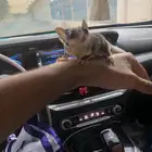 سنجاب اليفه