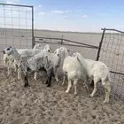 للبيع غنم العد6السن سديس فيهن مضاريع ومقرعات وحده حايل