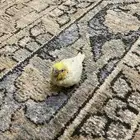 طيير كروان فرخ غر