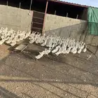 بط بكيني للبيع