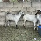 تيوس كفوو فل الفل مرعها زين ونظيفه