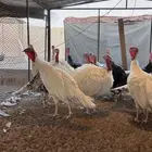 ذكور دجاج رومي العمر 9 شهور