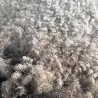 حاشي مفرود من أمه بلدي شرط عمره(8)شهر