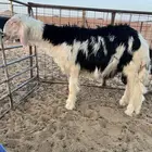 مشروع فحل صنف