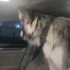 كلب هاسكي للبيع 2000