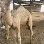 للبيع الحوار الباني شرط