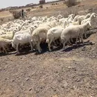 غنم حريات دفيع ومضاريع بإذن الله
