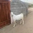فحل هولندي جذع للبيع