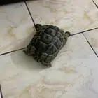 سلحفه