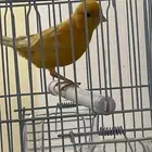 كناري سوري جزري ذكر تغريد وجاهز