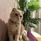قط سكواتش فولد للبيع