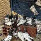 حمام باكستاني Top 13 جوز