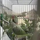 زوج درة نيبالي أليف جد ا والذكر هدد داخلي