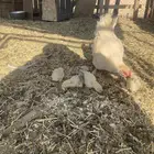 للبيع عليه 4فروخ بلدي