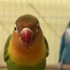 parrot pair